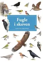 Fugle i skoven