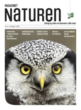 Magasinet Naturen Nr. 3 - 2025 af Morten Top