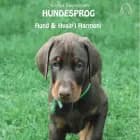 Hundesprog - Hund og hvalp i harmoni