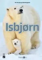 Isbjørn