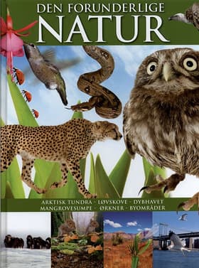 Den forunderlige natur af Caroline Bingham